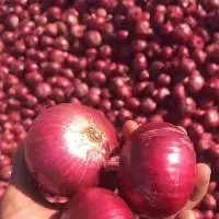 Onion