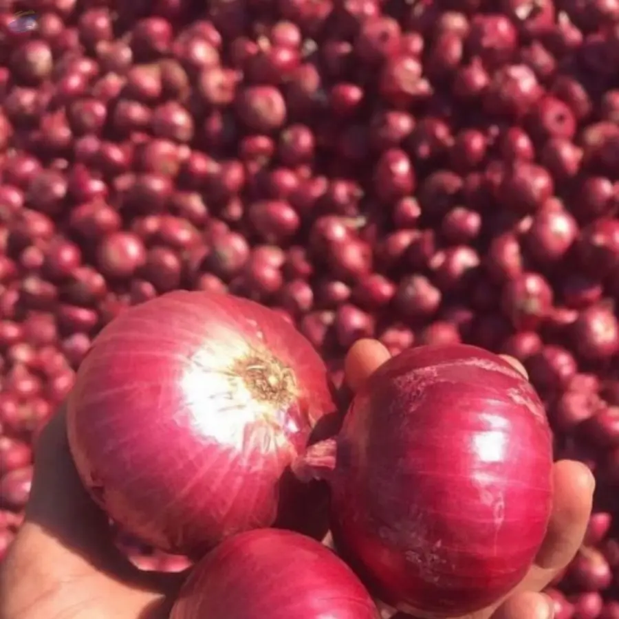 Onion