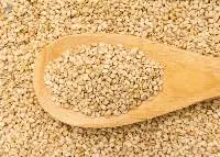 Sesame Seeds
