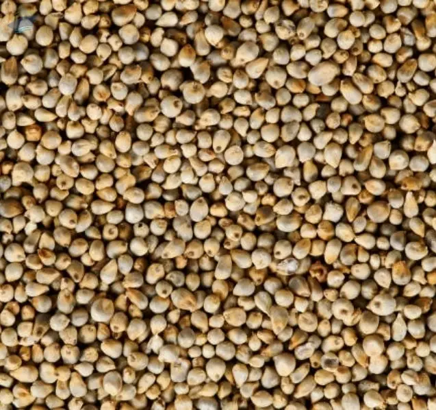 Bajara Or Millets