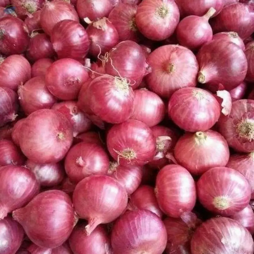 Fresh Onions