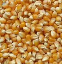 Maize