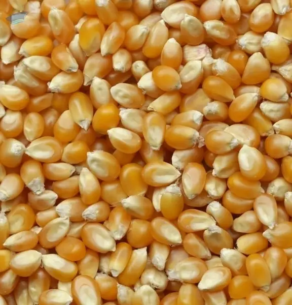 Maize