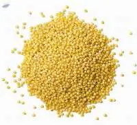 Yellow Millets