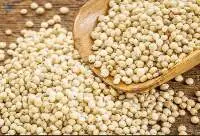 Sorghum