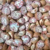 Split Betel Nuts