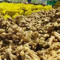 Fresh Ginger