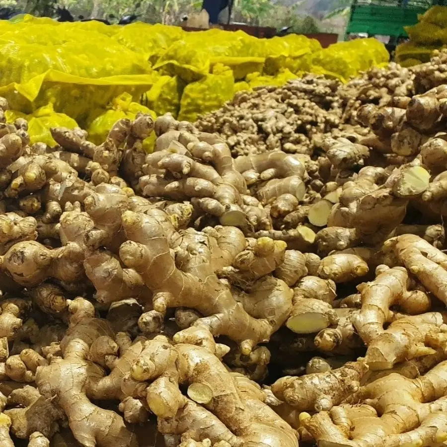 Fresh Ginger