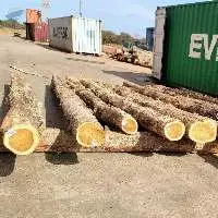 Teak wood
