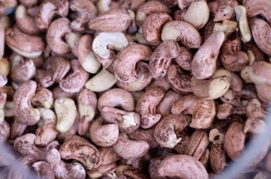 cashew nut
