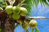 coconut and coconut related products