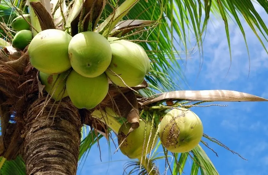 coconut and coconut related products