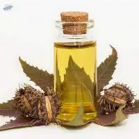 Refined Castor Oil  B.S.S/ F.S.G Grade