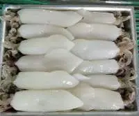 Frozen Loligo Squid