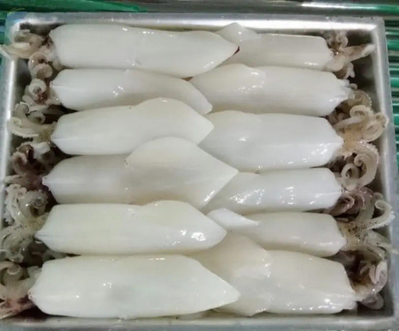 Frozen Loligo Squid