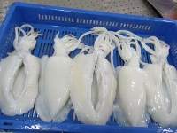 Frozen Cuttlefish