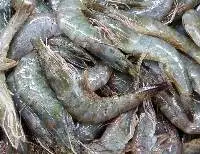 Frozen Raw Vannamei Shrimp