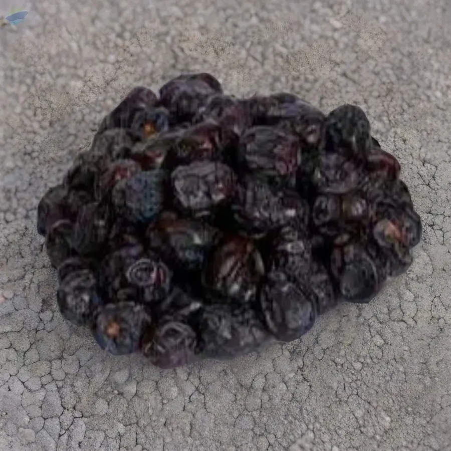 Ajwa Madina Dates