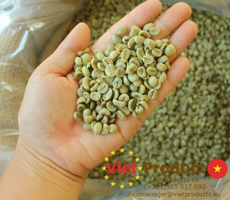Robusta Green Coffee Bean S16