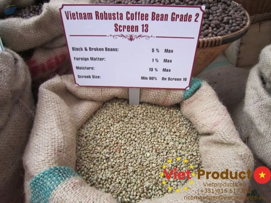 Robusta Green Coffee Bean S13