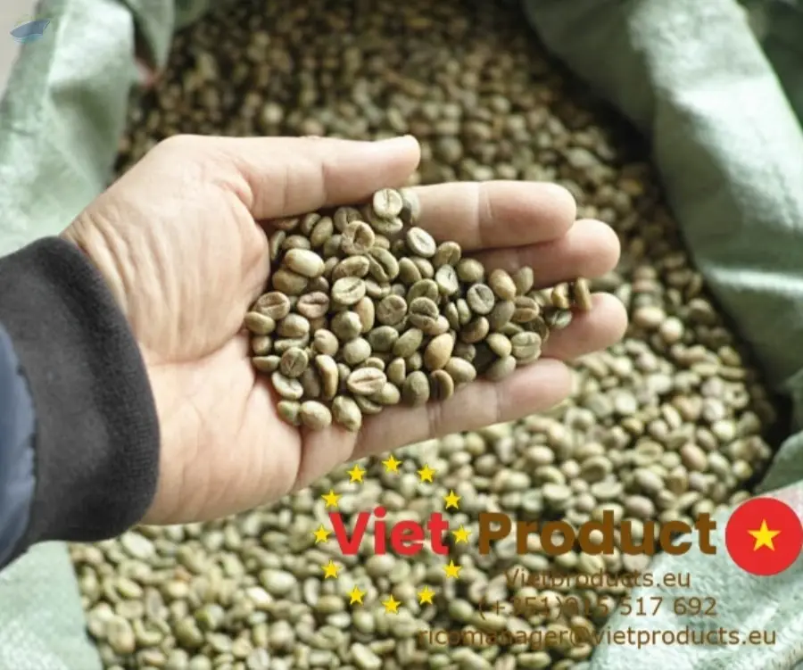 Robusta Green Coffee Bean S18