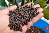 Black Pepper