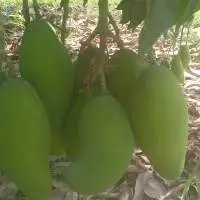 Pakistani Mango  Export quality