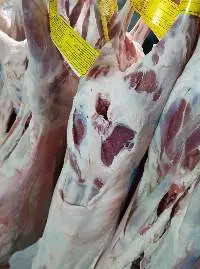 Frozen And Fresh Lamb Tail Fat