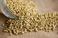 Coriander
