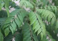 Curry Leaves