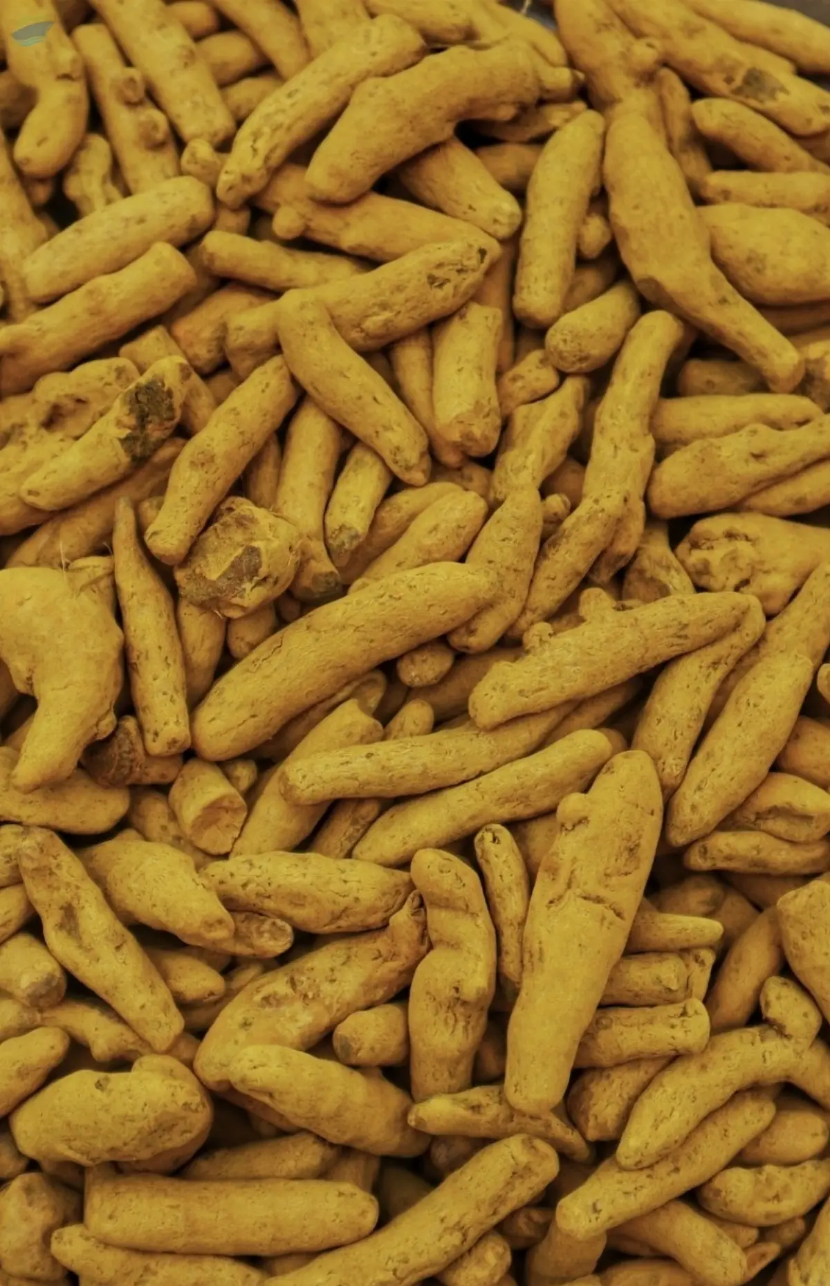 Turmeric