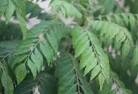 Curry Leaves (Kadi Pata)