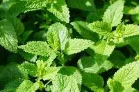 Mint Leaves
