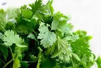 Coriander Leaves