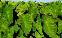 Taro Leaves (Patra)