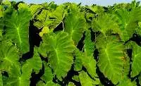 Taro Leaves (Patra)