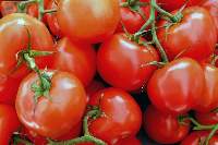 Tomatoes