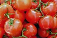 Tomatoes