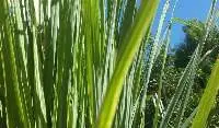 Lemon Grass