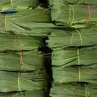 Green Tea (G-Tea)
