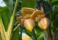 Banana Flower
