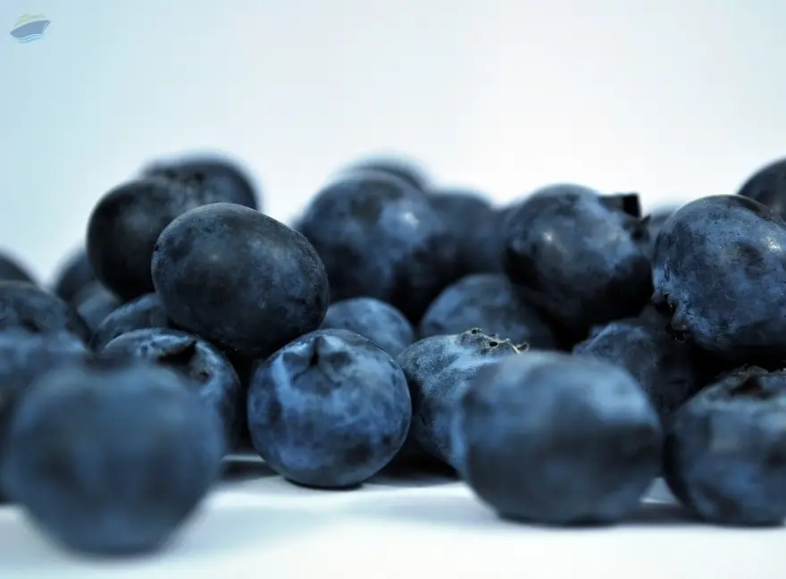 Indian Blackberry (Jamun)