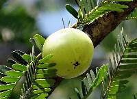 Indian Gooseberry (Amla)