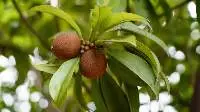 Sapodilla (Chickoo)