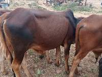 Live cattle
