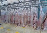 Meat