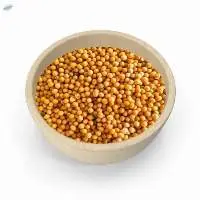 Yellow Mustard Seeds