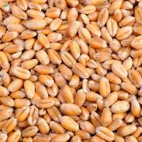 Wheat