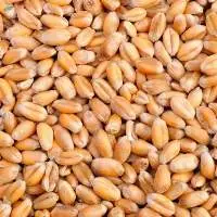 Wheat