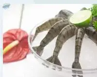 Headless Shell ON (HLSO) Shrimp